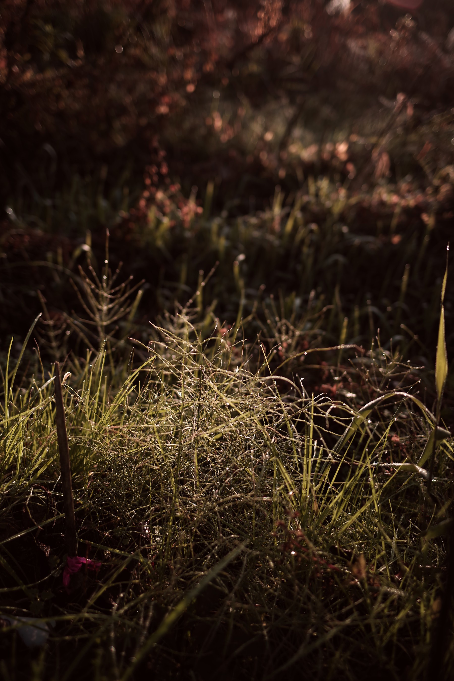 朝露と雑草の作例写真