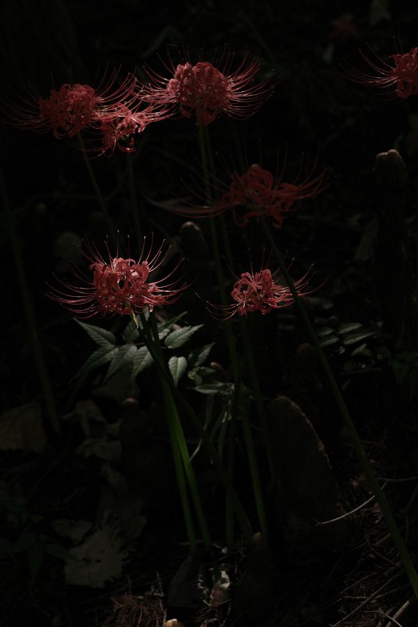 日陰に咲く曼珠沙華の作例写真