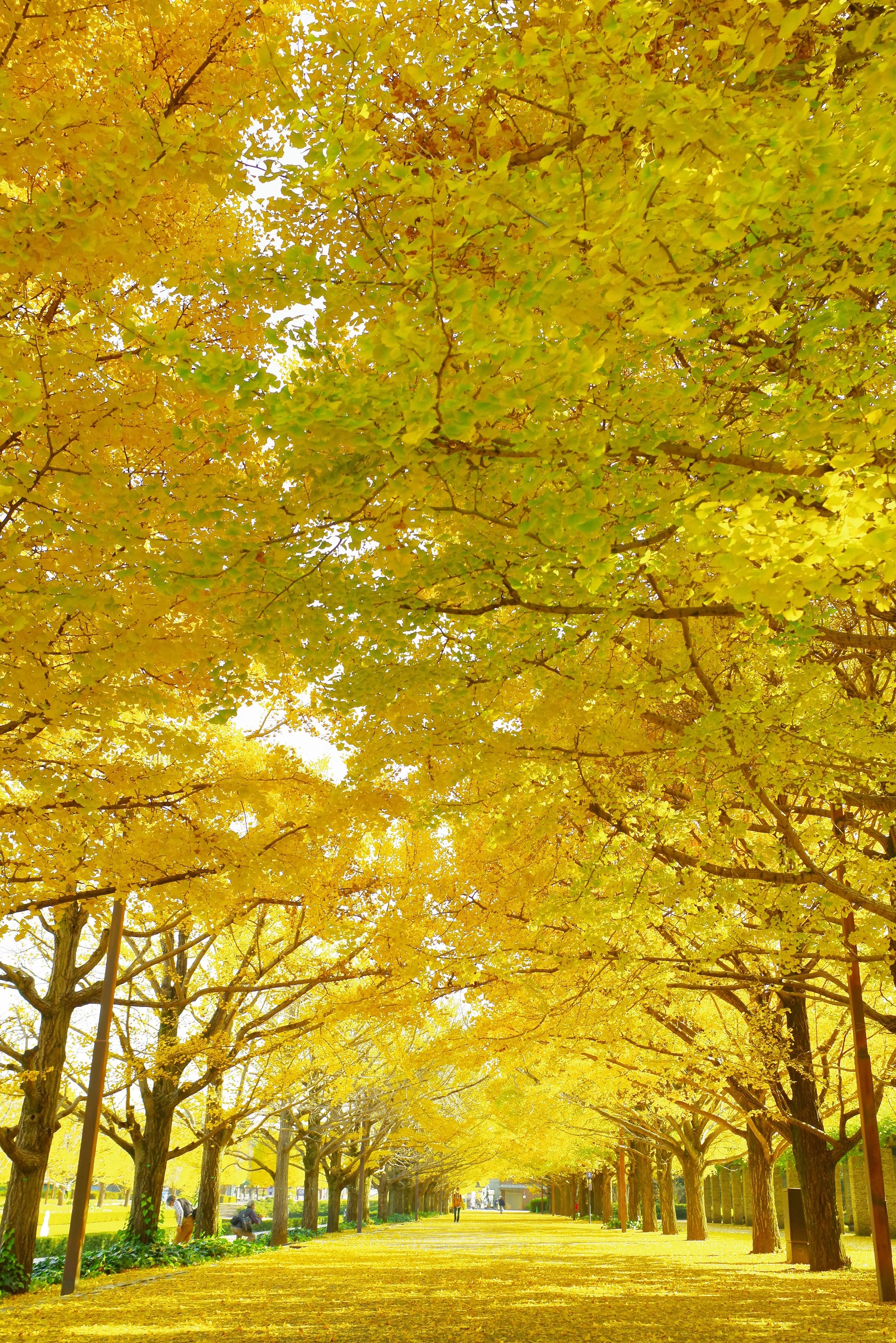 昭和記念公園の黄葉まつりの作例写真