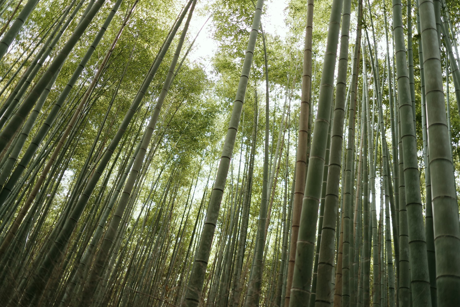 竹林を見上げての作例写真