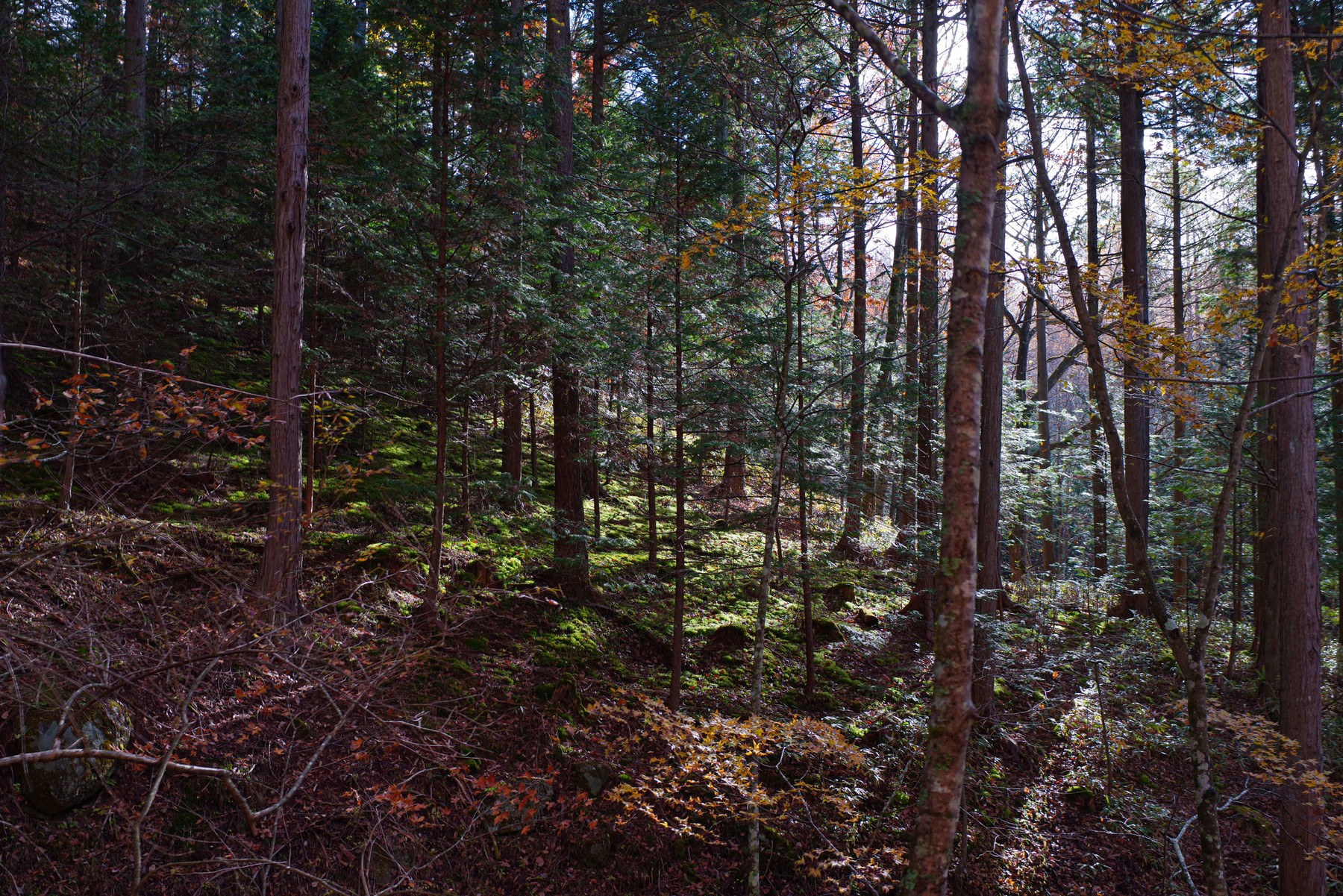 光が差し込む森の斜面 カスタムイメージ 風景 を使用した写真 ペンタファン