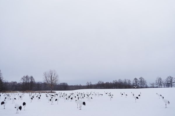 阿寒国際ツルセンターに集まる鶴の群れの作例写真