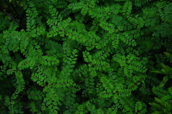 雨粒をはじく植物の作例写真