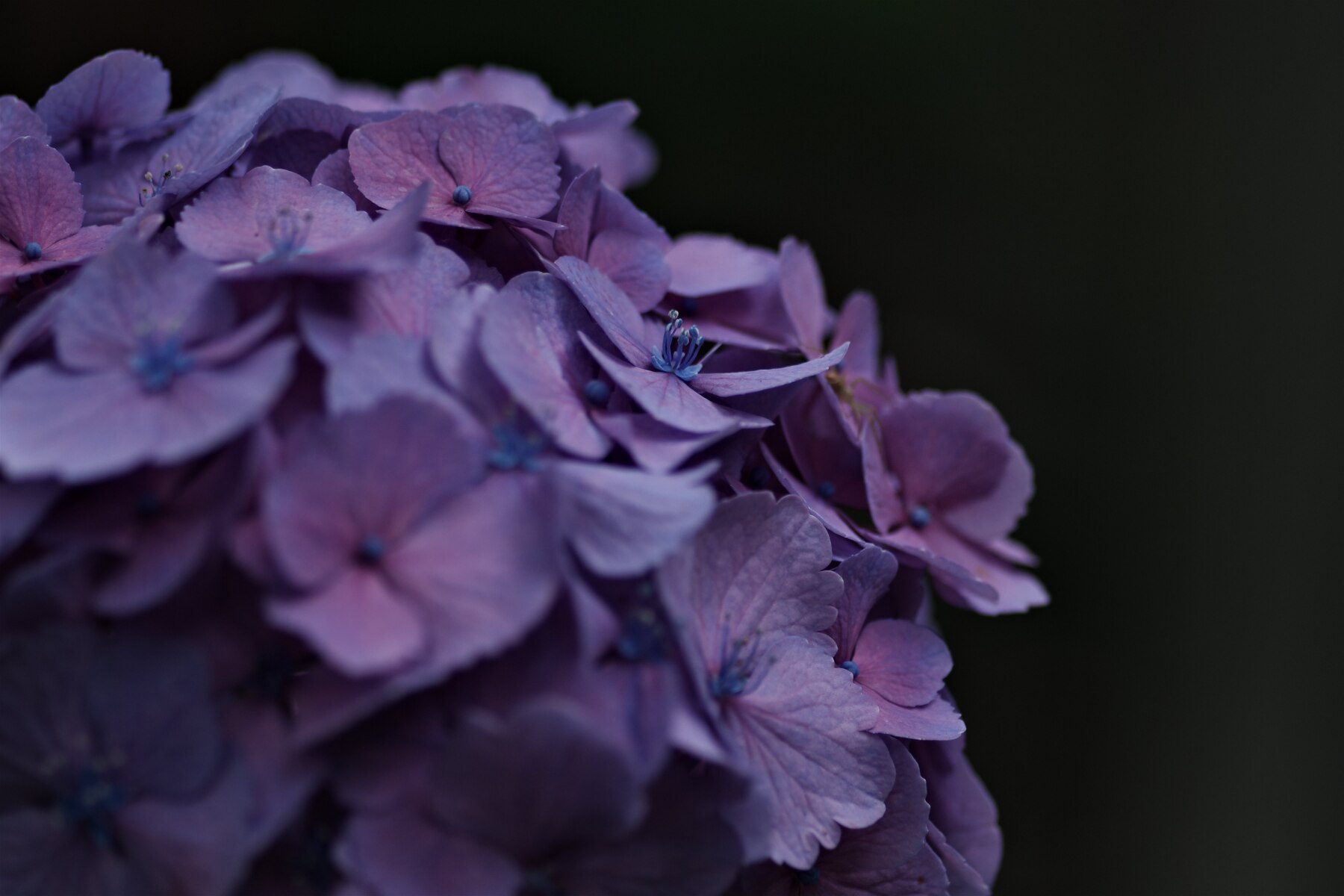 紫陽花の装飾花とおしべの作例写真