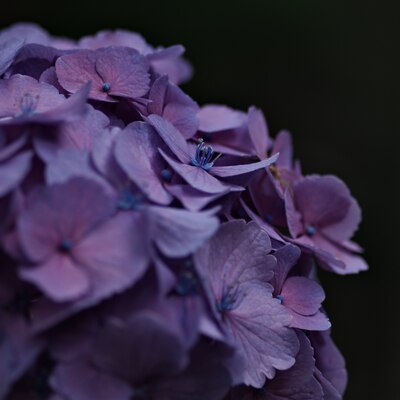 紫陽花の装飾花とおしべの作例写真