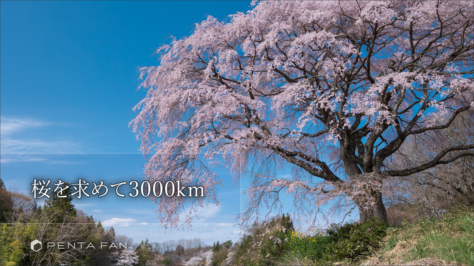 郡山の桜を巡る3000kmの旅