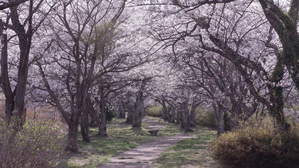 笹原川千本桜の作例写真